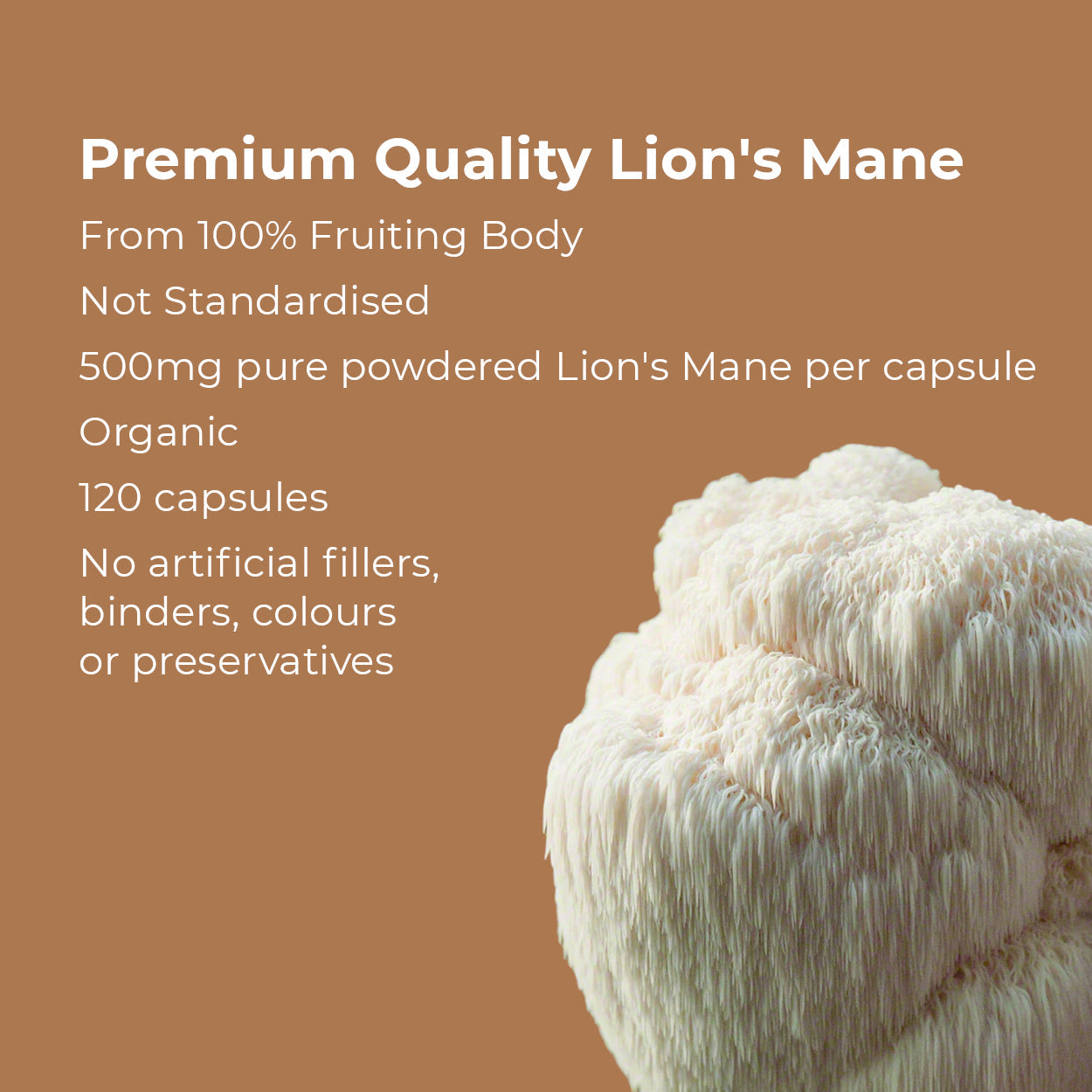 Lion's Mane Mushroom Supplement